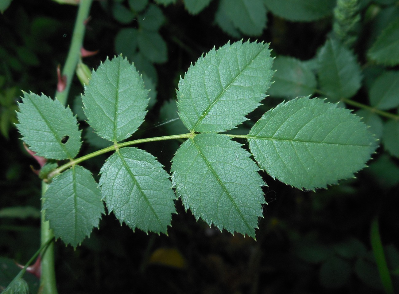 Rosa nitidula Besser